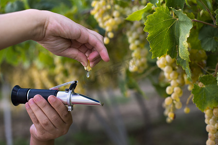 农民用折射计测量葡萄的甜度。