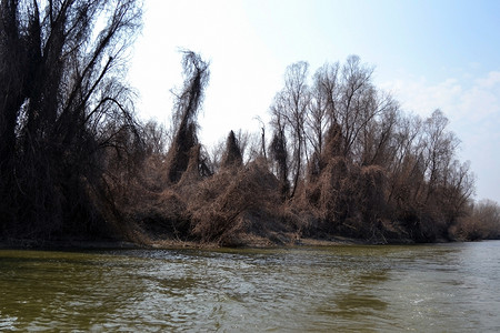 Trămşani 手臂是 3 月 3 日看到的多瑙河有趣的手臂