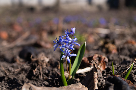 蓝紫色花摄影照片_春天花园里的蓝铃花关闭。