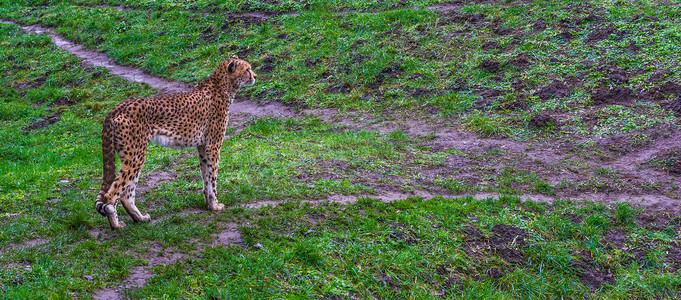 猎豹站在草地上，受到威胁的非洲猫科动物