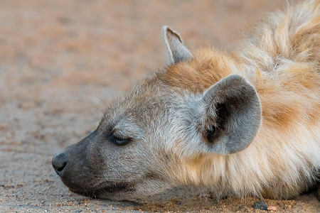 斑点鬣狗幼崽的脸部特写