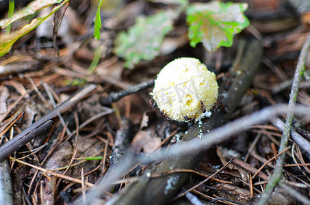 蘑菇在森林里叫 scleroderma bovista
