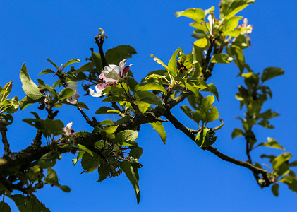 春天树花摄影照片_欧洲海棠 (Malus sylvestris) 树花，在春天开花