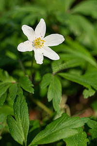 风花，海葵nemorosa