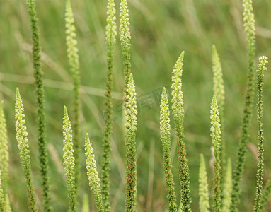 Reseda luteola，被称为染色火箭、染色杂草、焊接、羊毛和黄色杂草