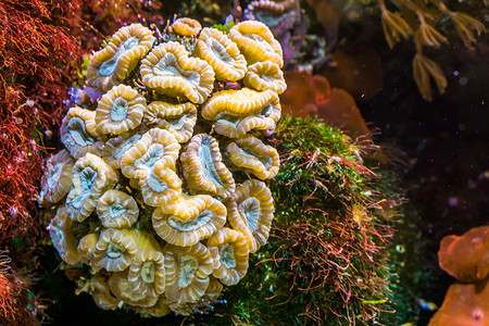 大花珊瑚、加勒比海石珊瑚、海洋生物背景的特写