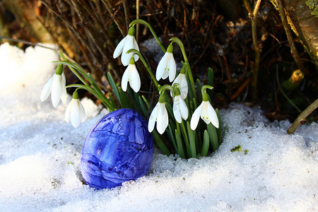 一个雪花摄影照片_雪花莲和一个复活节彩蛋