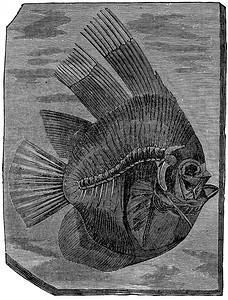 蝙蝠鱼 altissimus，始新世时期的鱼，复古 engra