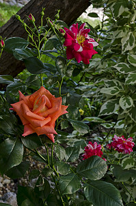 保加利亚摄影照片_保加利亚索非亚天然室外花园盛开的橙色玫瑰丛