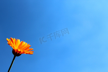 边框免费摄影照片_美丽的花和蓝天