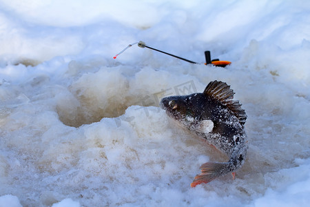 冬季鲈鱼钓鱼休闲