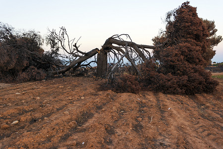 大火摄影照片_希腊马蒂一场大火后烧毁的松树