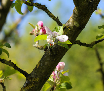 树花摄影照片_欧洲海棠 (Malus sylvestris) 树花，在春天开花