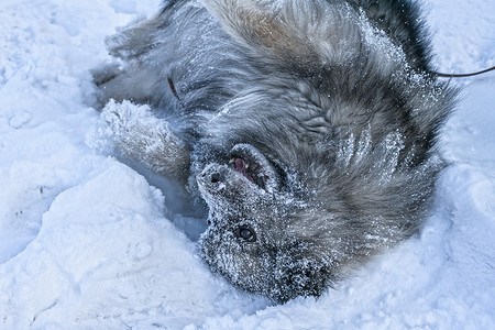Keeshond 狗在雪地里玩耍，欢欣鼓舞