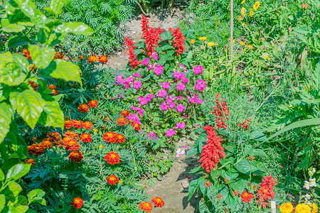 在印度甘托克锡金附近的一个展览中心的温室植物苗圃中种植粉色、紫色、红色和许多五颜六色的花朵。