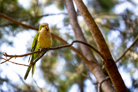 黄绿色鹦鹉坐在松树枝上。
