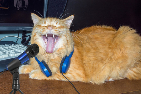猫卡拉 OK，猫用麦克风唱歌。