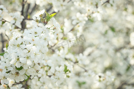 树花摄影照片_开花的春天树特写镜头。树花，