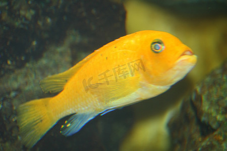 亲唇摄影照片_慈鲷，（Labidochromis ceruleus）