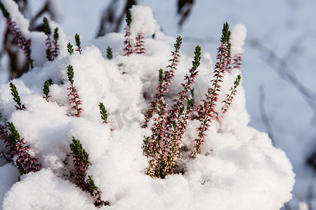 埃里卡与雪