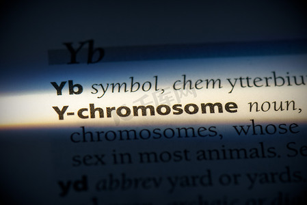 Y染色体