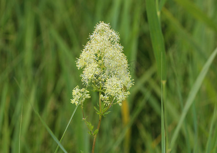 鹅掌摄影照片_Thalictrum flavum，以通用名称普通草地芸香和黄色草地芸香而闻名。