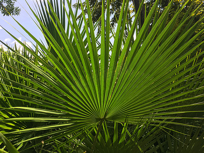 棕榈叶、图案背景、光影