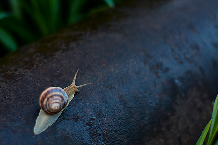 蜗牛草地摄影照片_雨过后，院子里的蜗牛在绿色的草地上留下了大颗的露珠。