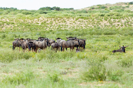 南非卡拉哈里沙漠中的蓝角马