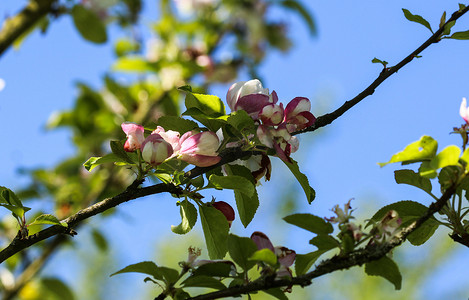 欧洲海棠 (Malus sylvestris) 树花，在春天开花