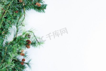 纯白色背景左侧的圣诞树枝