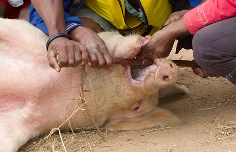 正在检查当地马达加斯加市场上的猪