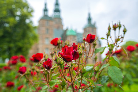 罗森博格城堡花园里盛开的玫瑰