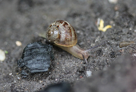 唇形摄影照片_花园里的小树林蜗牛或棕唇蜗牛 (Cepaea nemoralis)