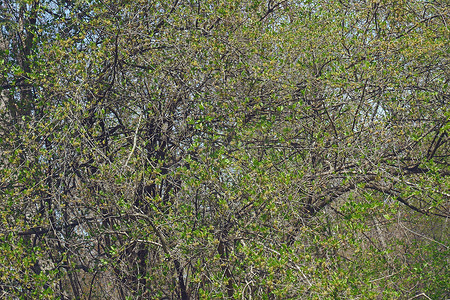 山茱萸科摄影照片_开花的玉髓樱桃树。