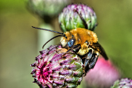 HDR 中的彩色蜜蜂