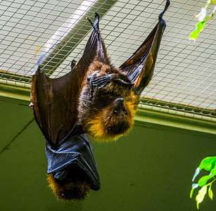 一只罗德里格斯飞狐在天花板上的特写，热带巨型蝙蝠，来自非洲的濒危动物