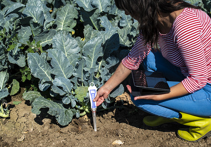 湿度传感器摄影照片_农艺测量西兰花种植园的土壤。