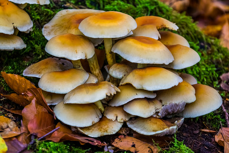 欧洲常见真菌黄栗脆茎蘑菇的特写