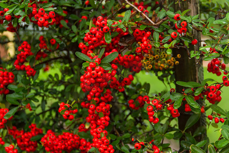 刚仁波齐摄影照片_秋季带雨滴的红色浆果观赏灌木