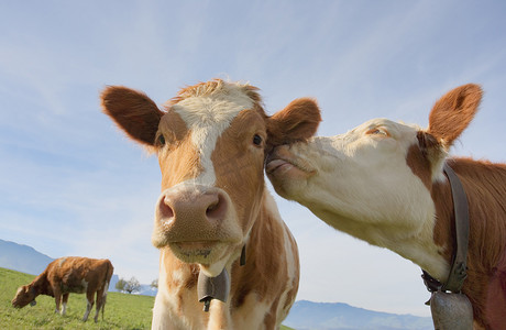 动物题材摄影照片_一头母牛给予另一头爱