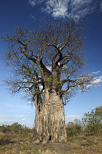 猴面包树 - 博茨瓦纳