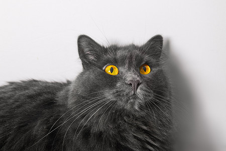 俄罗斯猫摄影照片_留着大胡子、睁大眼睛的灰色尼伯龙俄罗斯猫，猫像