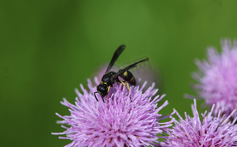 Doros profuges，古北界的一种食蚜蝇