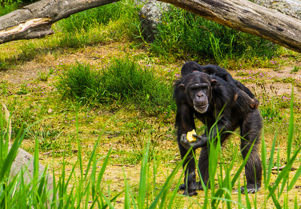 特写一只西方黑猩猩拿着食物，背上背着一只年轻的黑猩猩，这是来自非洲的极度濒危动物