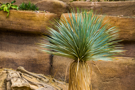 特写丝兰树，来自美国沙漠的热带植物