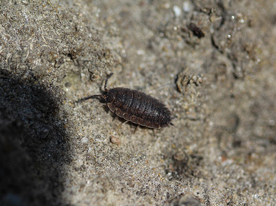 Porcellio scaber 也被称为普通的粗糙潮虫或简单的粗糙潮虫