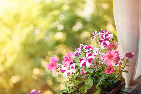 矮牵牛在阳光下的阳台上的花盆里开着红色、粉红色、紫色、白色的花朵。