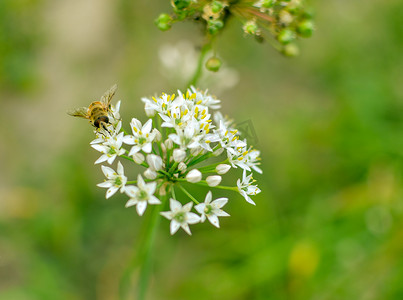 在开花的野生大蒜葱属ursinum的小野蜂