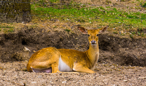 一只母鹿躺在地上的特写，来自南亚的濒危动物
